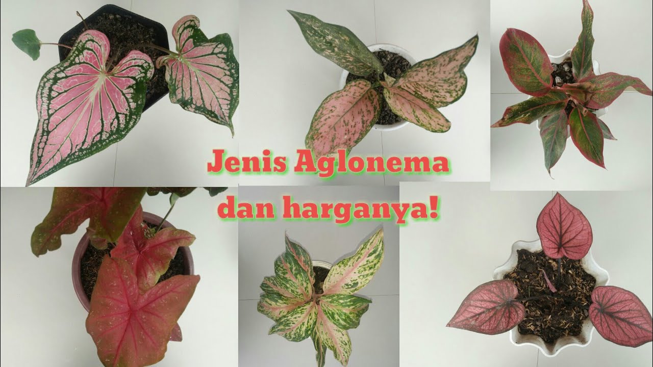 Macam jenis keladi hias dan harganya!!! aglonema & kalatea - YouTube