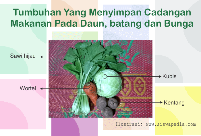 Tempat Cadangan Makanan Pada Daun, Akar dan Bunga