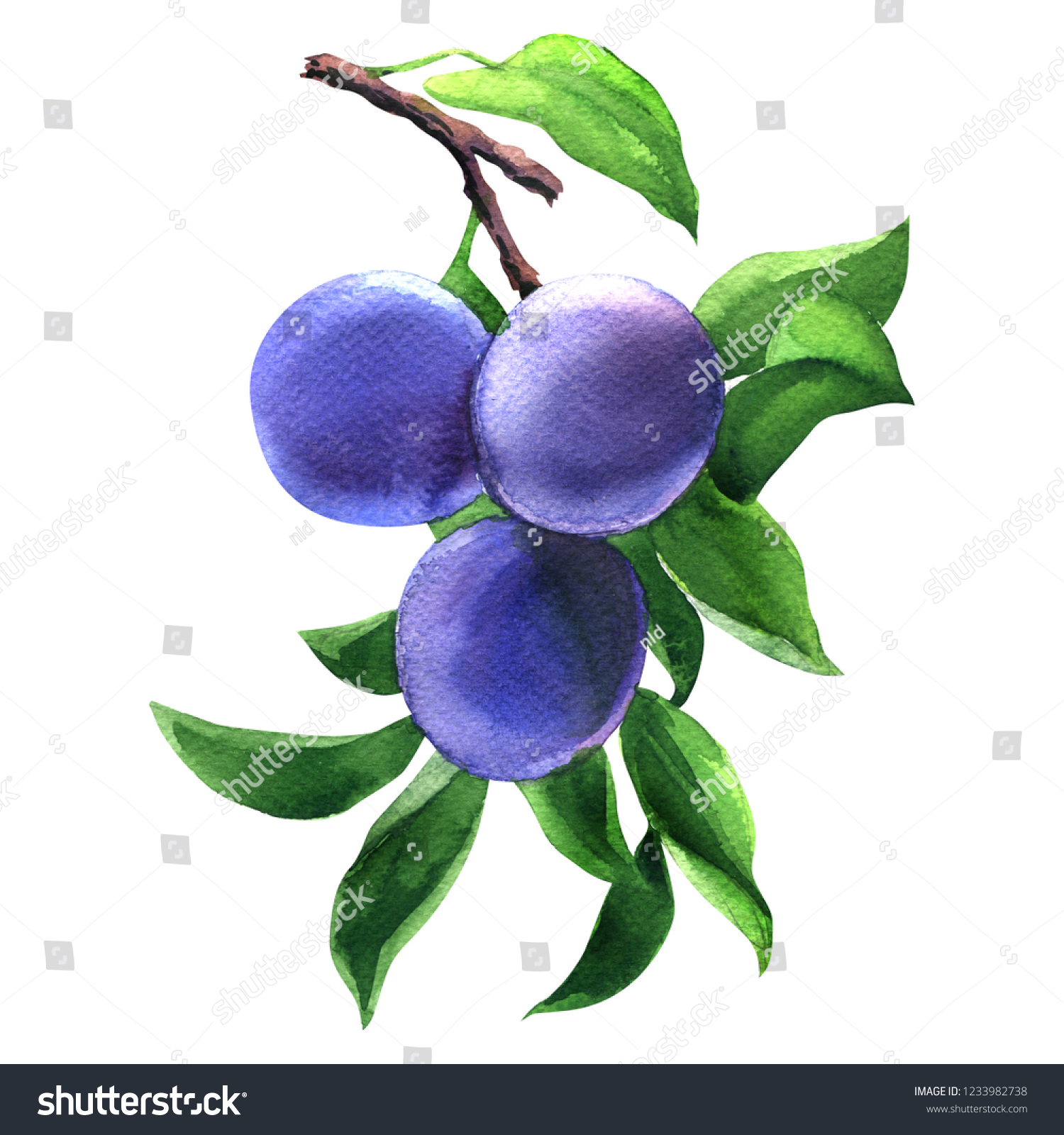 Branch Three Ripe Plums Leaves Isolated Stock Illustration 1233982738